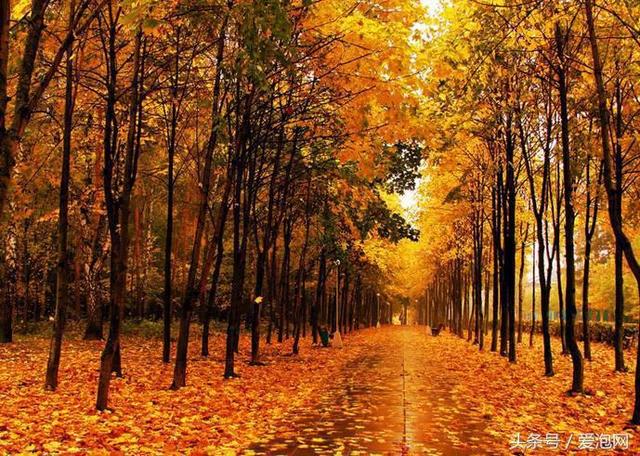 国内秋天最美的自驾游路线，一路风景一路心情！